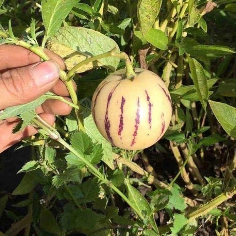 Pepino Dulce Melon Pear Seeds for Easy Planting
