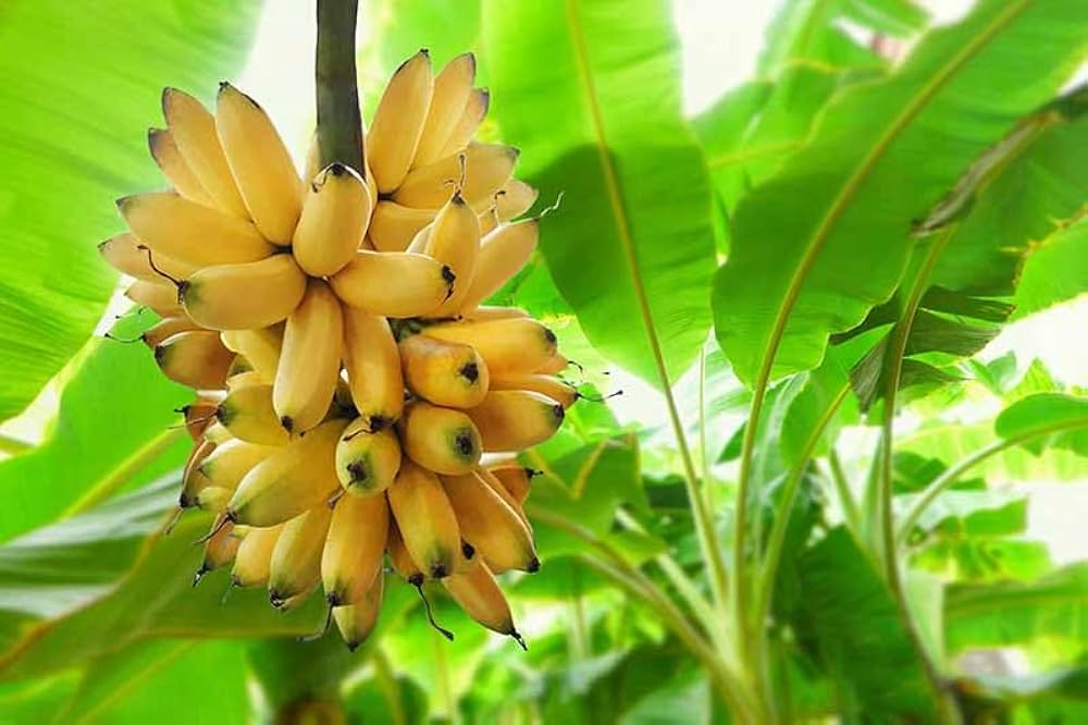 Banana Musa spp. Fruit Seeds for Planting