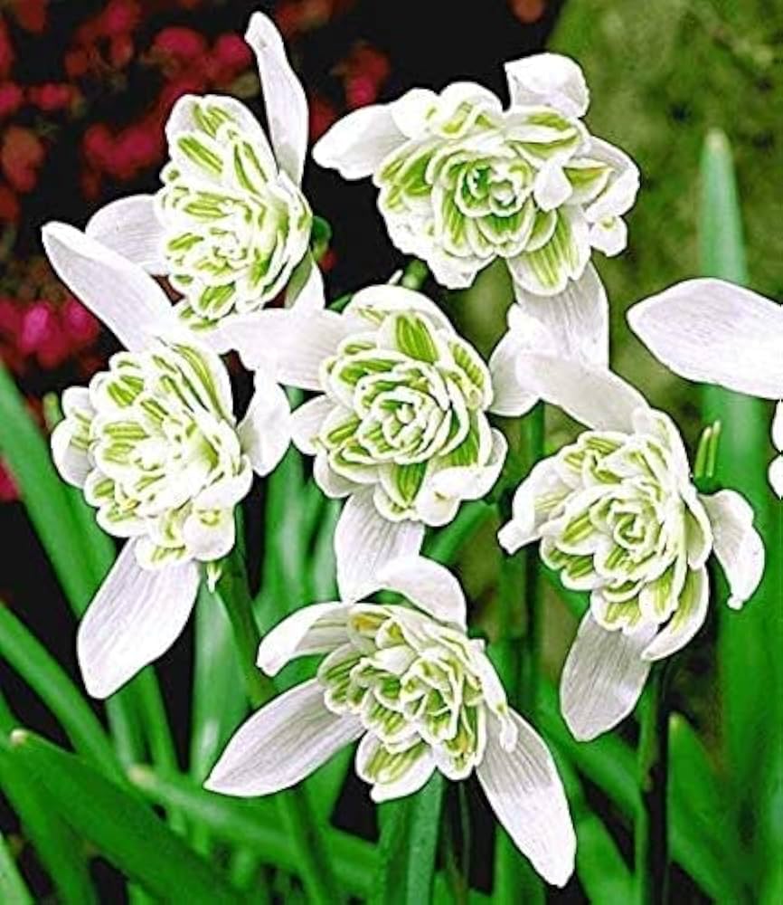 Rare Scented Snowdrops (Galanthus nivalis 'Flore Pleno') Flower seeds blooming in flower beds, containers, borders, and pollinator-friendly gardens
