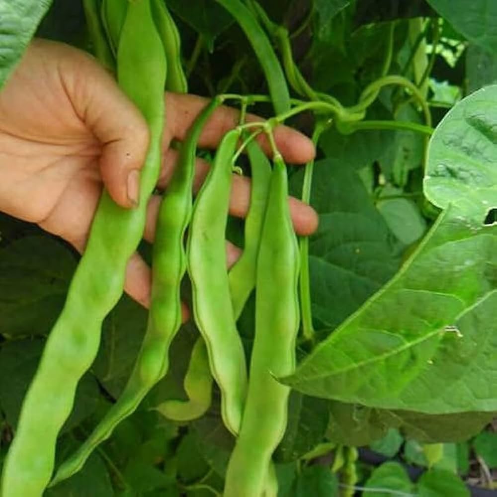 Hyacinth Bean Seeds for Planting Lablab purpureus for vegetable patches and home gardens