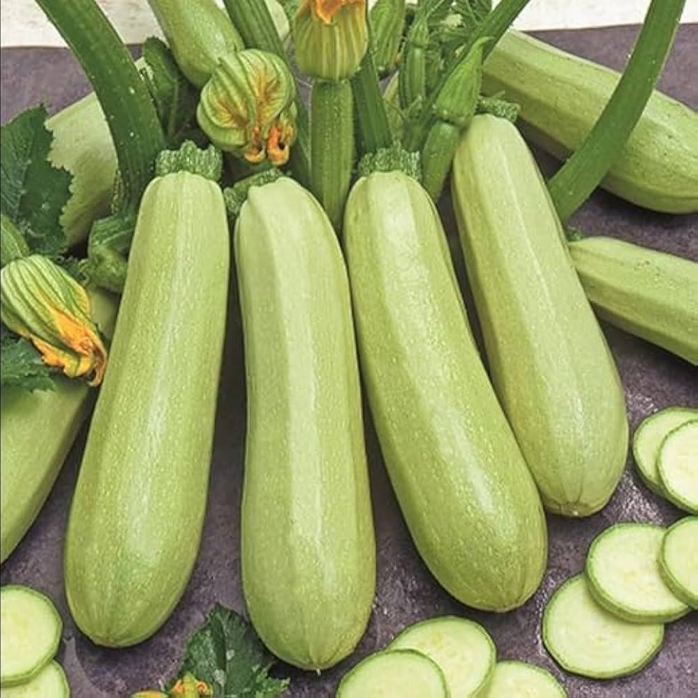 Bianco Di Trieste Zucchini Planting Seeds - Grow Fresh Zucchinis All Year