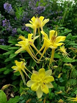 Akelei Pflanze Flower seeds for Planting - Sun Loving, Heirloom & GMO Free Seeds for Home Garden
Sale seeds for home garden