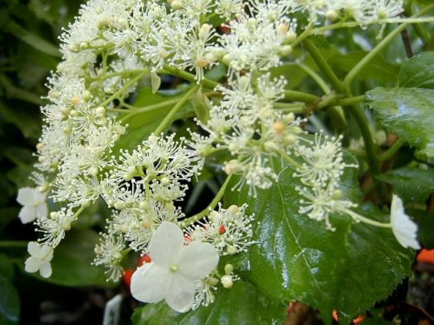 Climbing Hydrangea Seeds (KletterhortensieFlowerssamen)