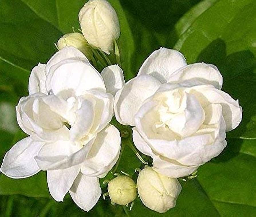 Jasmine Seeds for Planting Jasminum Officinale fragrance garden flower bed