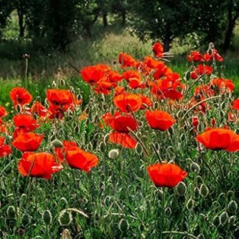 Red Poppy Papaver rhoeas Seeds for Planting