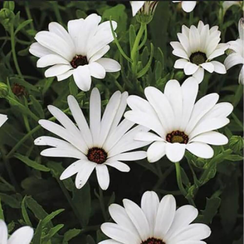 African Blue Eyed Daisy Seeds – Rare Osteospermum Flower