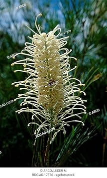 White Grevillea Robusta Flower Seeds Flower seeds for Planting Long Bloom Season Heirloom & GMO Free Seeds for Home Garden
Sale for planting in home garden