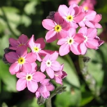 Pink Myosotis Flower seeds blooming in flower beds, containers, borders, and pollinator-friendly gardens