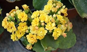 Yellow Kalanchoe Flower seeds for Planting - Fragrant Blossoms, Heirloom & GMO Free Seeds for Home Garden
Sale seeds for home garden