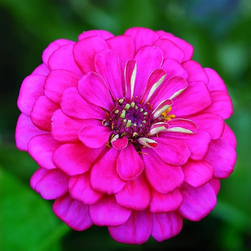 Zinnia Zinnia elegans Flower Seeds for Planting
