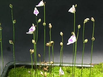 Utricularia Arenaria Flower seeds for Planting - Cottage Garden Essential, Heirloom & GMO Free Seeds for Home Garden
Sale for planting in home garden.