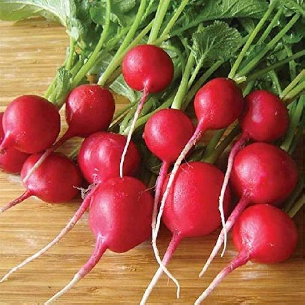 Celesta Ravanello Raphanus Sativus Seeds for Planting - Great for Flower Bed & Vegetable Patch - Evergrowseeds