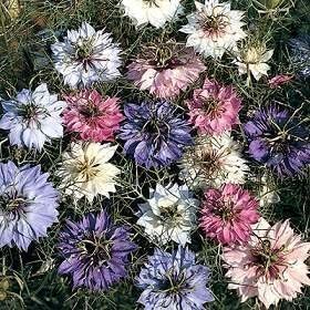 Nigella Love in the Mist Mixed Colors Seeds for Vibrant Garden Blooms growing in home gardens, containers, raised beds, and outdoor landscapes