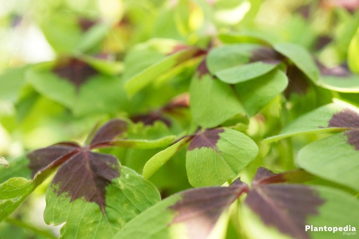 Green Purple Four Leaf Clover Flower seeds for Planting Home Garden Favorite Heirloom & GMO Free Seeds For Home Garden
Sale for planting in home garden