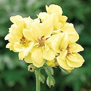 Light Yellow Geraniums Flower seeds blooming in flower beds, containers, borders, and pollinator-friendly gardens