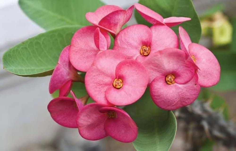 Pink Green Euphorbia Milii Flower seeds blooming in flower beds, containers, borders, and pollinator-friendly gardens