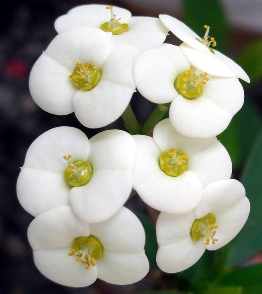 White Euphorbia Milii Flower seeds for Planting - Vibrant Colors, Heirloom & GMO Free Seeds for Home Garden
