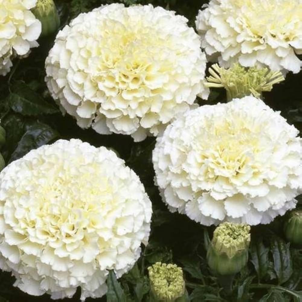 Cream Marigold Flower Seeds for Planting - Vibrant Annual Blooms for Your Garden