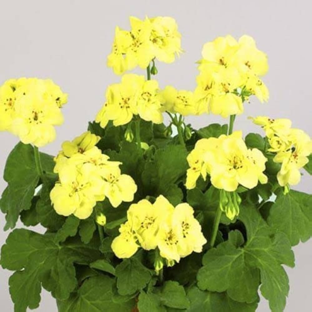 Green Univalve Geranium Flower Seeds for Planting Sun Loving Heirloom & GMO Free Seeds for Home Garden
Sale