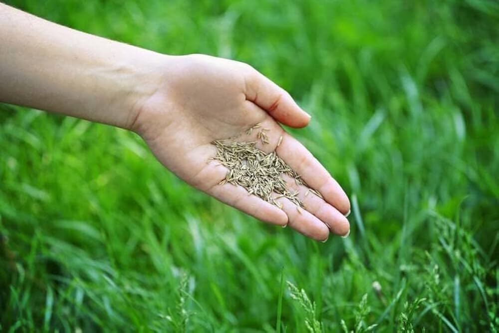 Evergreen Lawn Perennial Grass Poa pratensis Seeds for Planting lawn renovation home garden