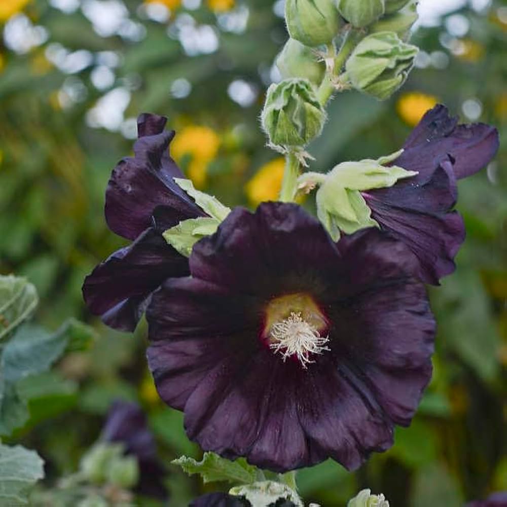 Dark Purple Althaea Rosea Flower Seeds for Planting Compact Growth Heirloom & GMO Free Seeds for Home Garden
Sale