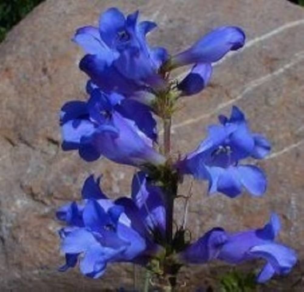 Penstemon Heterophyllus Blue Seeds for Striking Blue Flowers