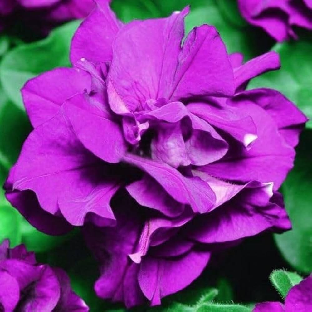 Petunia Freiheit Lilac Halo Pelletized Petunia Seeds for Planting Graceful Lilac Blooms