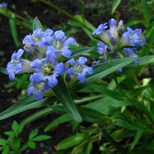 Gentian Gentiana spp. Seeds for Planting in Flower Bed & Garden