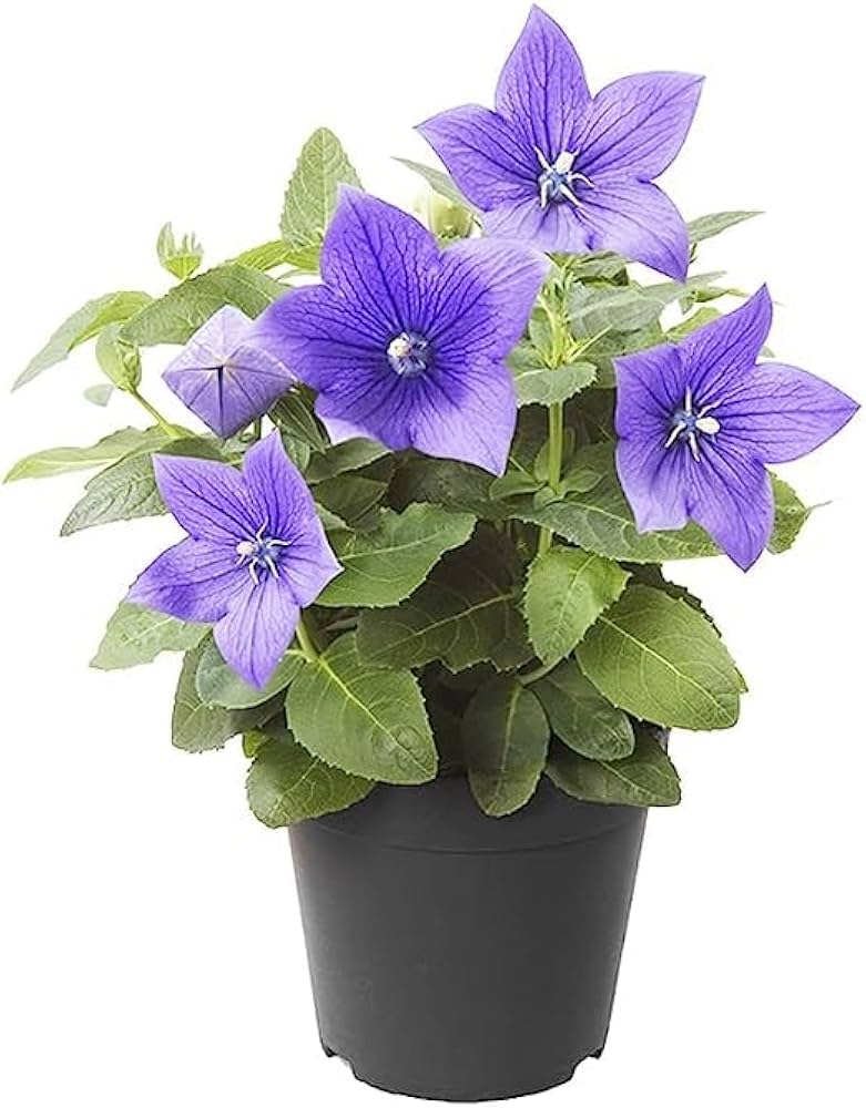 Balloon Flower Seeds for Planting Platycodon grandiflorus for home gardens and rock borders