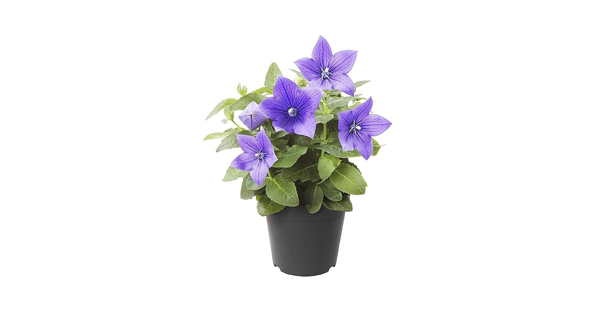 Platycodon Rosa Grandiflorus Seeds – Balloon Flower with Rosy-Pink Blooms