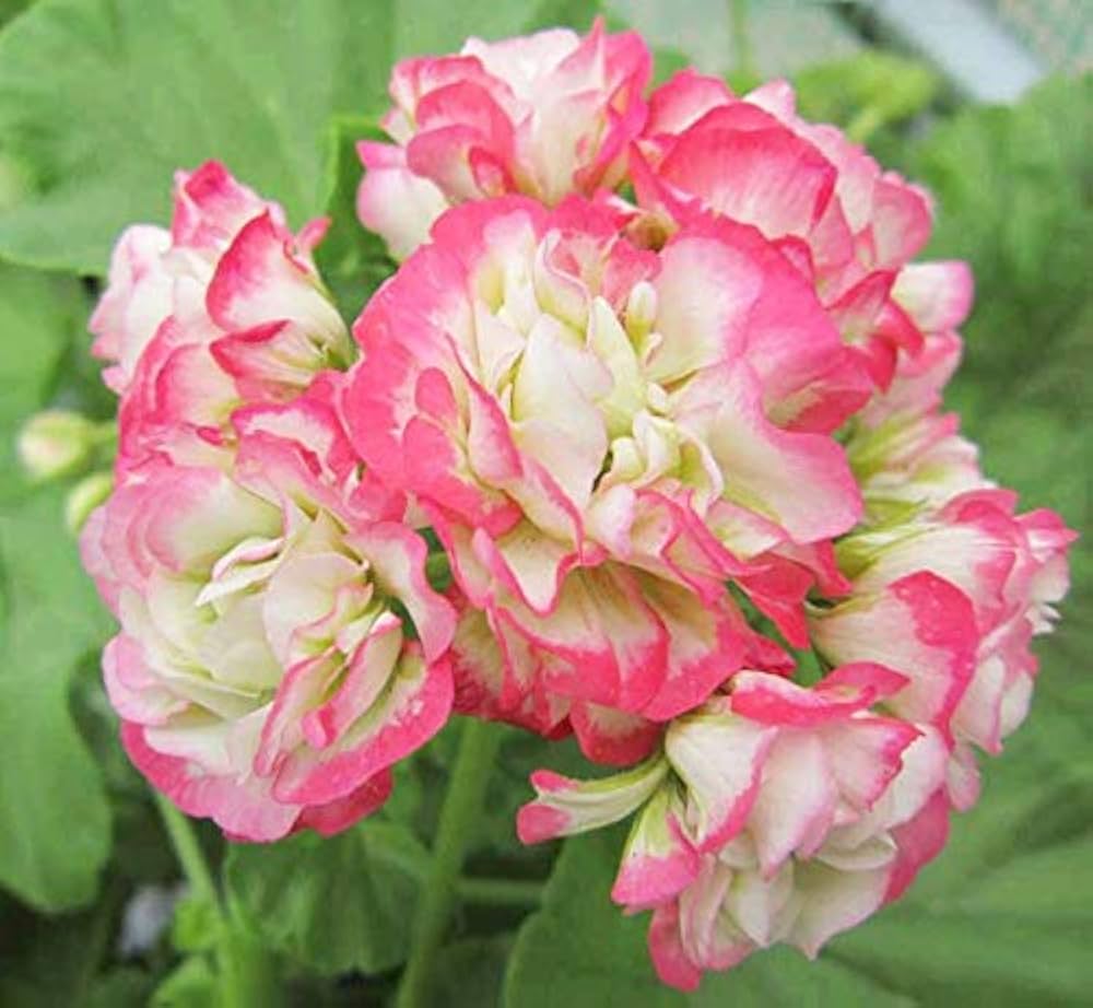 Geranium Blue Flower Seeds – Stunning Blue Geraniums for Beautiful Gardens (50 pcs)