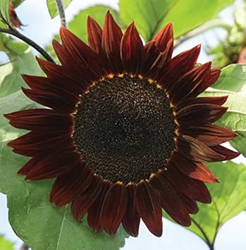 Burgundy SunFlower seeds for Planting - Low Maintenance, Heirloom & GMO Free Seeds for Home Garden
Sale for planting in home garden.