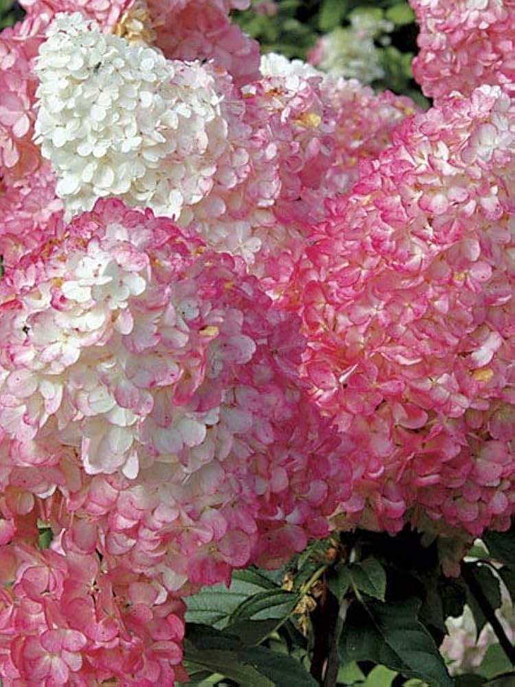 Hydrangea Paniculata Hydrangea Paniculata Seeds for Planting - Ideal for Flower Bed & Home Garden
