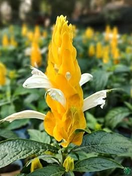 Yellow Crossandra Flower seeds for Planting - Garden Favorite, Heirloom & GMO Free Seeds for Home Garden