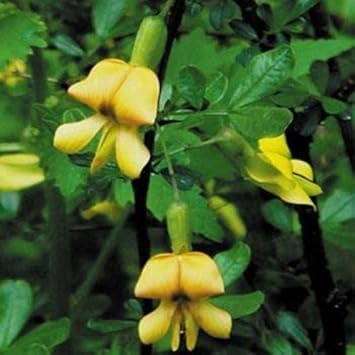 Yellow Astragalus Flower seeds for Planting - Wildflower Mix, Heirloom & GMO Free Seeds for Home Garden
Sale seeds for planting in home garden
