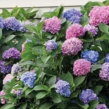 Mixed Hydrangea Flower seeds blooming in flower beds, containers, borders, and pollinator-friendly gardens