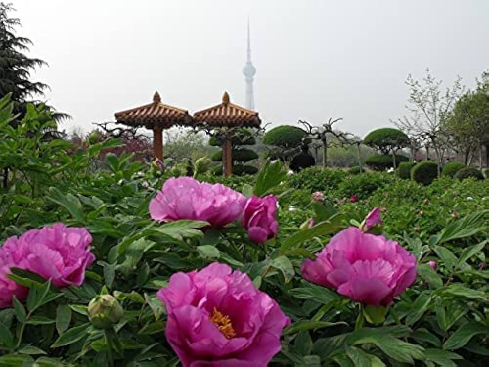 Peony Paeonia spp. Seeds for Planting - Great for Flower Bed & Urban Garden