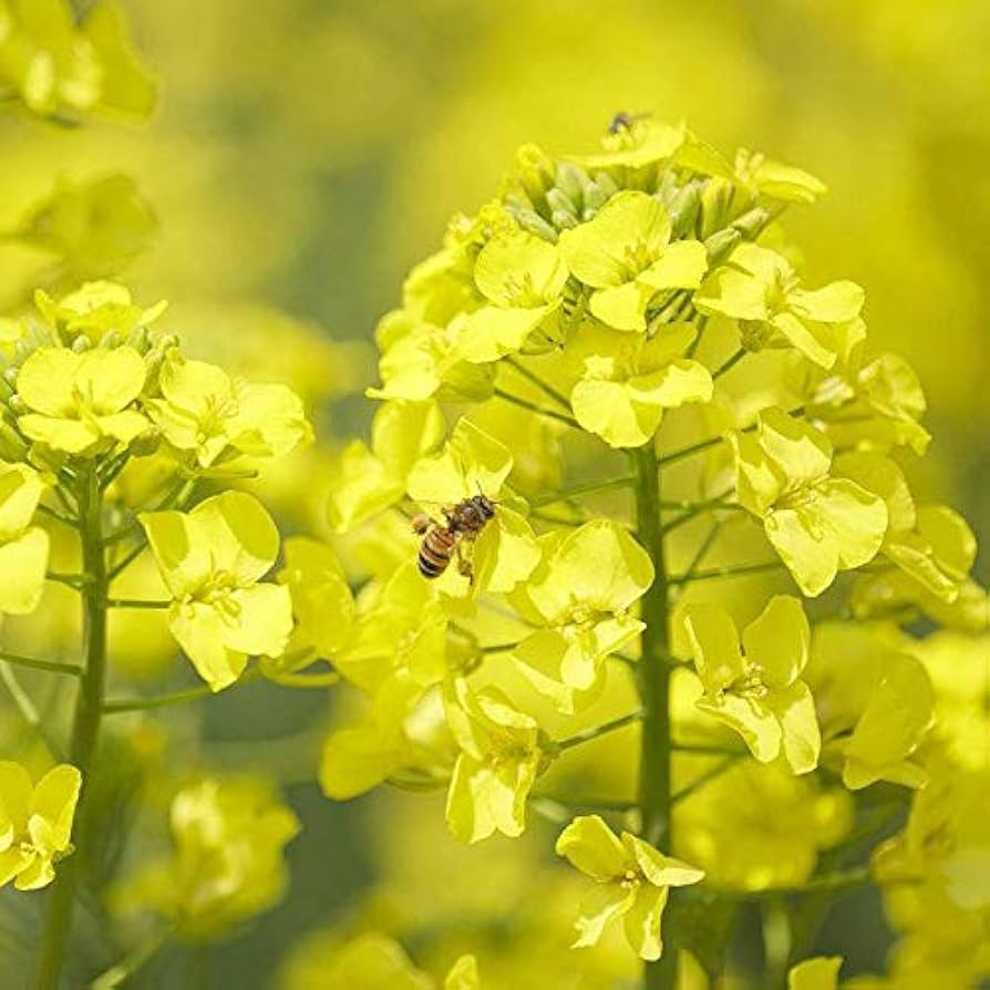 Rapeseed Flower Brassica napus Seeds for Planting vegetable patch urban garden