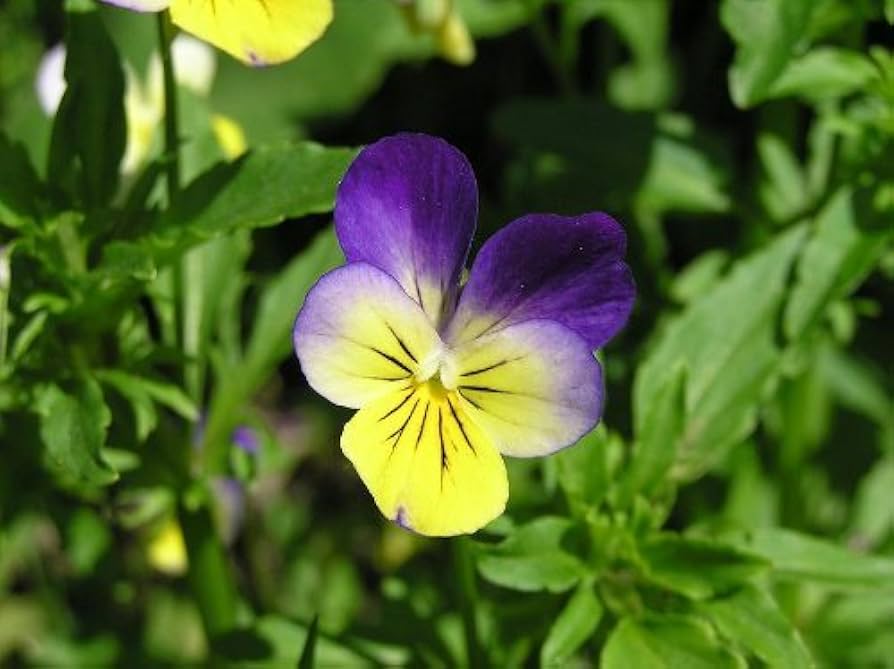 Johnny Jump Up Viola Seeds Viola tricolor for Planting in Flower Bed & Garden