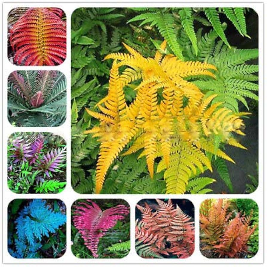 Mixed Color Fern Pteridophyta Flower Seeds for Planting heirloom & Non GMO Seeds Sun Loving
Sale