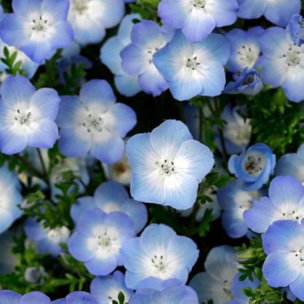 Blue Eyes Bambino Seeds Nemophila menziesii for Planting in Flower Bed and Border Garden