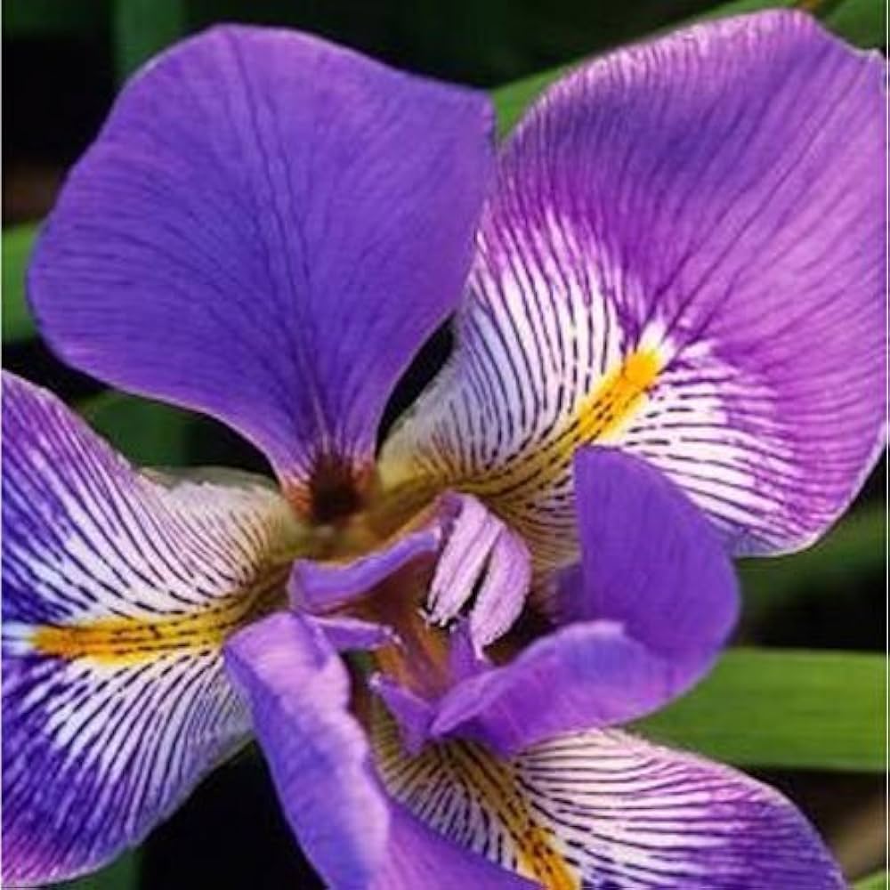 Iris Seeds Iris germanica for Planting in Flower Border and Home Garden