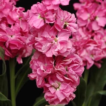 Pink Matthiola Incana Flower seeds blooming in flower beds, containers, borders, and pollinator-friendly gardens