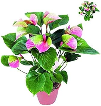 Rainbow Rose Flower Seeds for Planting – Easy to Grow Heirloom & NonGMO Home Garden Seeds
Sale for planting in home garden