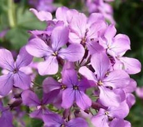 Lavender-Scented Evening Stock Seed for Plantings for Planting for Fragrant Night-Blooming Flowers Heirloom Non-GMO Seed