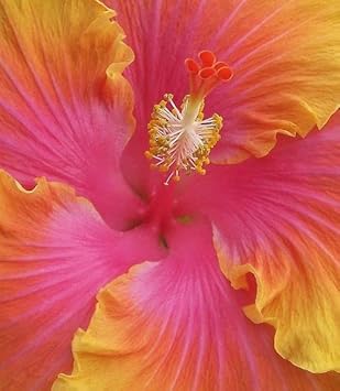 Orange Pink Hibiscus Flower seeds for Planting Hardy Variety Heirloom & GMO Free Seeds for Home Garden
Sale for planting in home garden