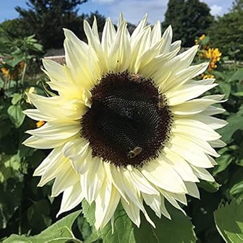 Cream Sunflower Flower seeds for Planting - Fragrant Blossoms, Heirloom & GMO Free Seeds for Home Garden
Sale for planting in home garden.