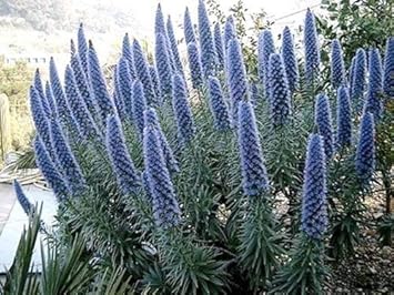 Blue Fastuosum Flower seeds for Planting - Easy to Grow, Heirloom & GMO Free Seeds for Home Garden
Sale seeds for planting in home garden