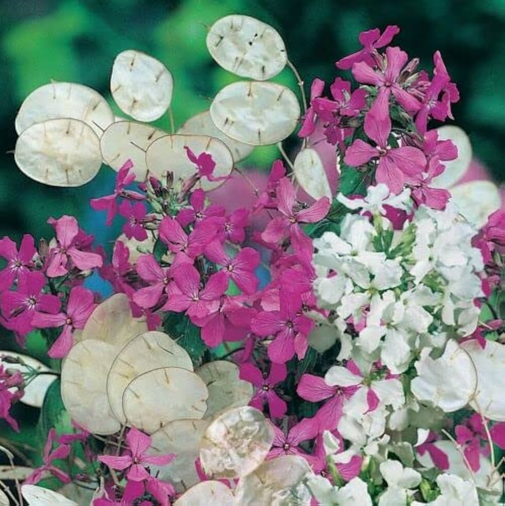 Mix Honesty Lunaria Biennis Seeds for Planting - Ideal for Flower Bed & Wildflower Garden
