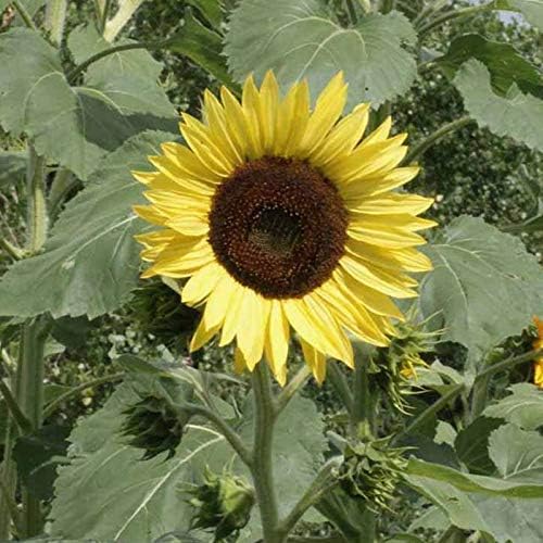 Light Yellow Sunflower Seeds For Planting